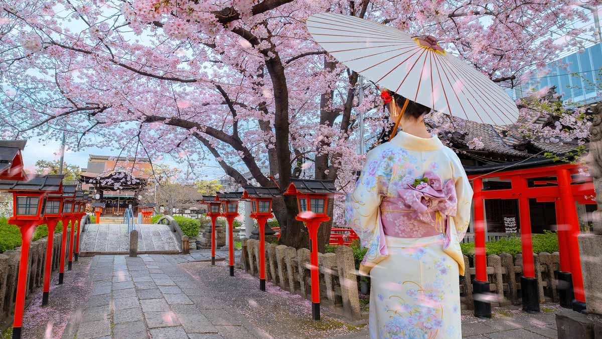 Iberia refuerza su ruta Madrid–Tokio para la temporada del cerezo en flor